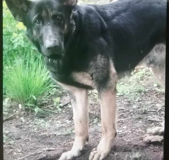 Photo of Bruno