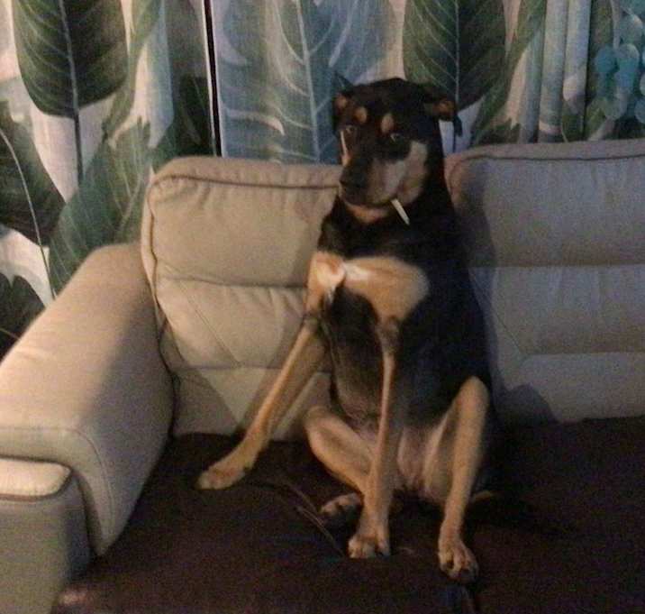 Photo of Shelby