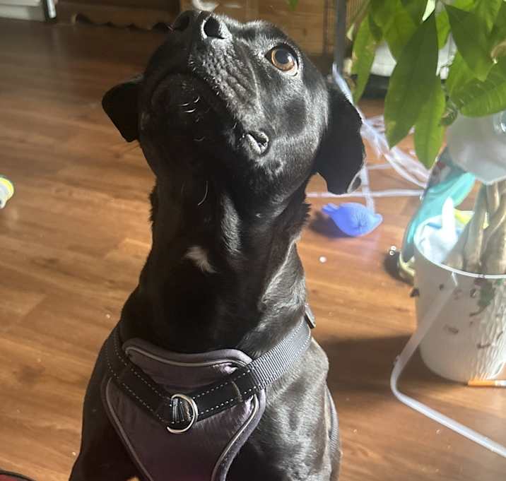 Photo of Iris