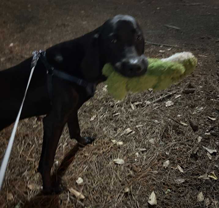 Photo of Kylo