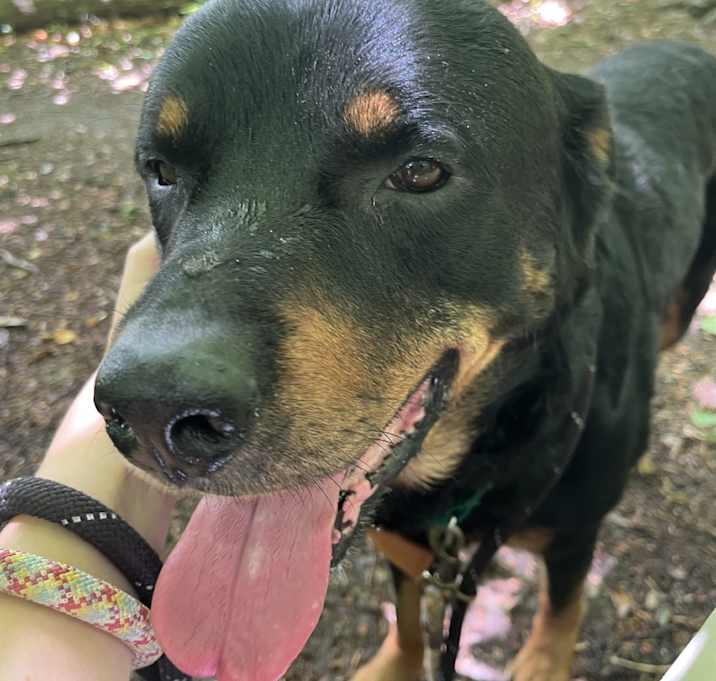 Photo of Romeo