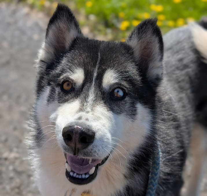 Photo of Klaus