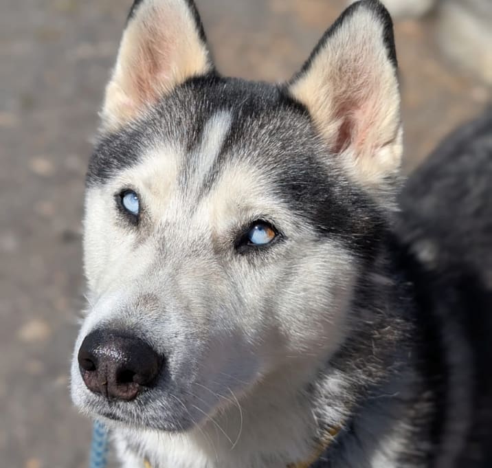 Photo of Koa