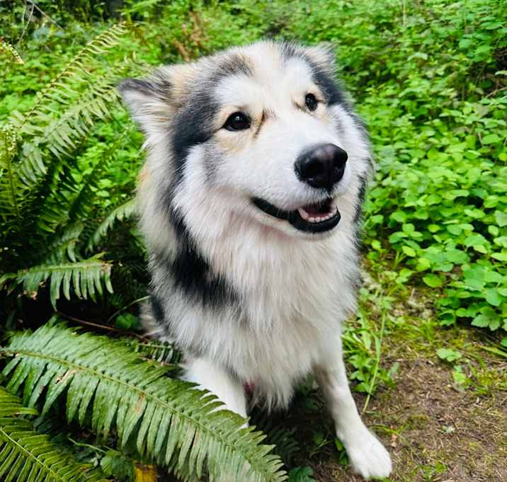 Photo of Atlas