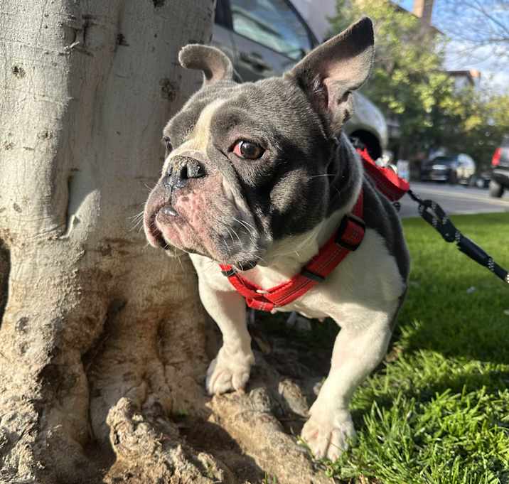 Photo of Willow