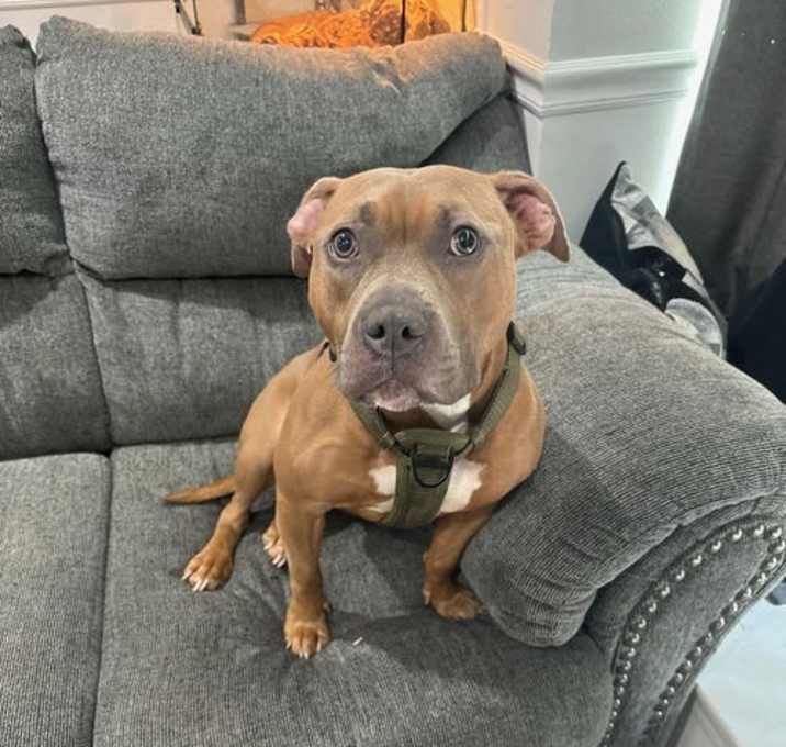 Photo of Amora