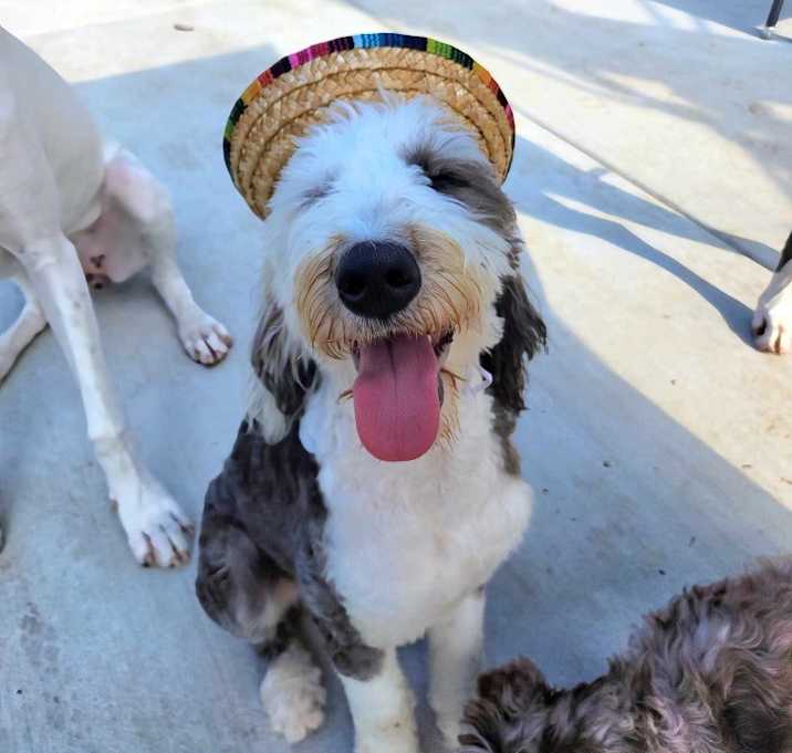 Photo of Paco