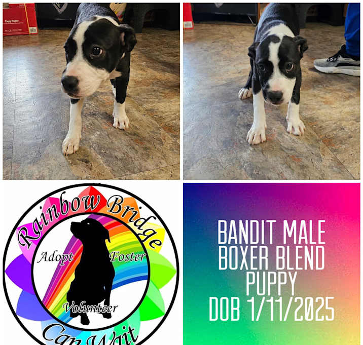 Photo of Bandit