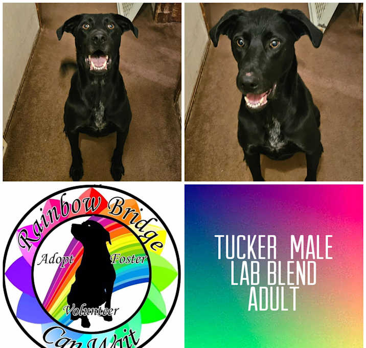 Photo of Tucker