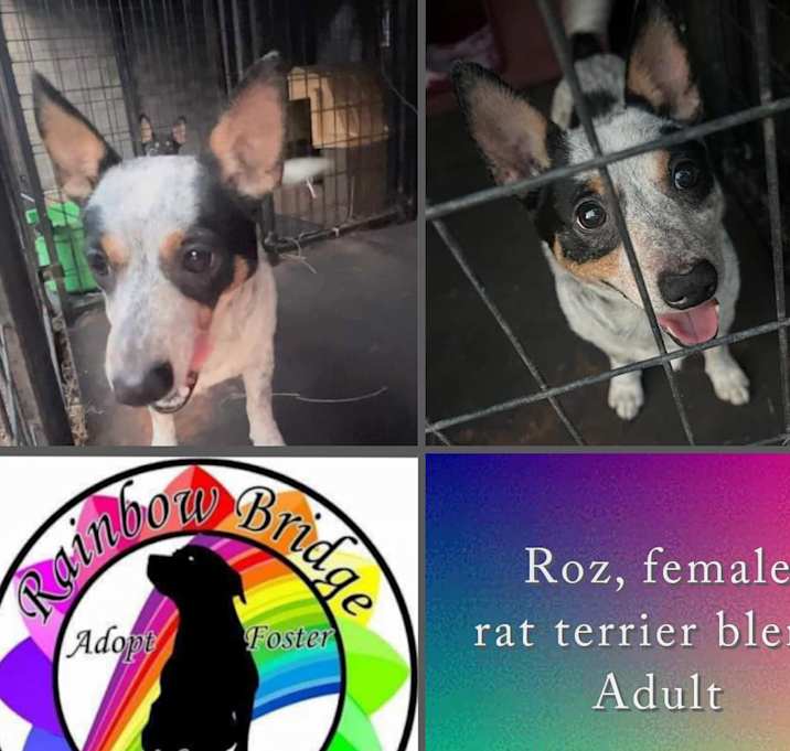 Photo of Roz