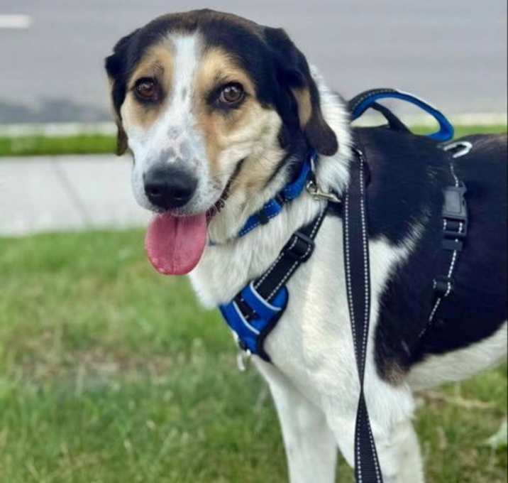 Photo of Molly *Foster to Adopt*