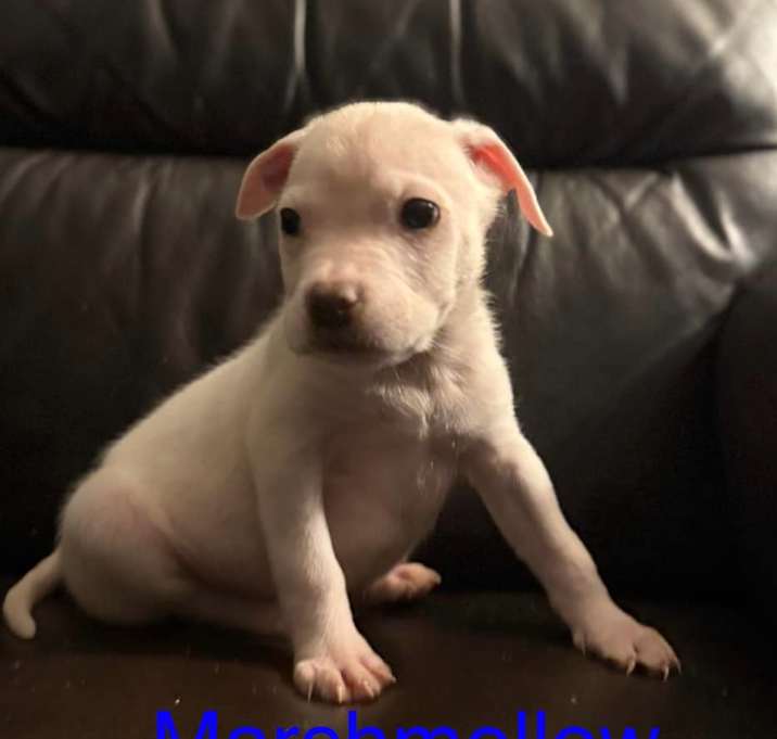 Photo of Marshmellow
