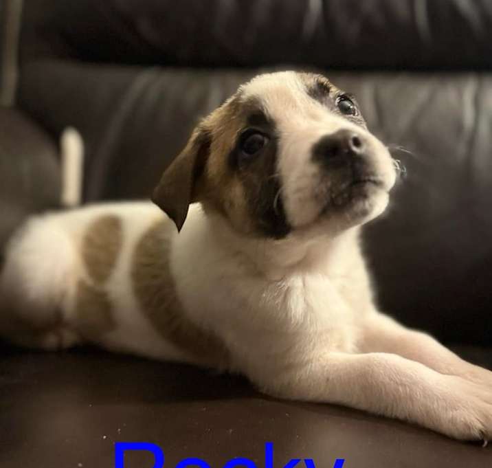 Photo of Rocky