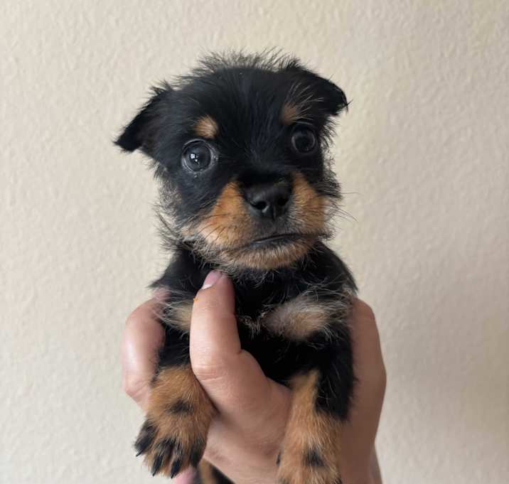 Photo of Yobi