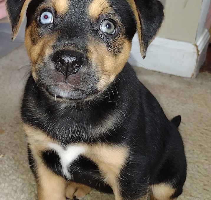 Photo of Hatti