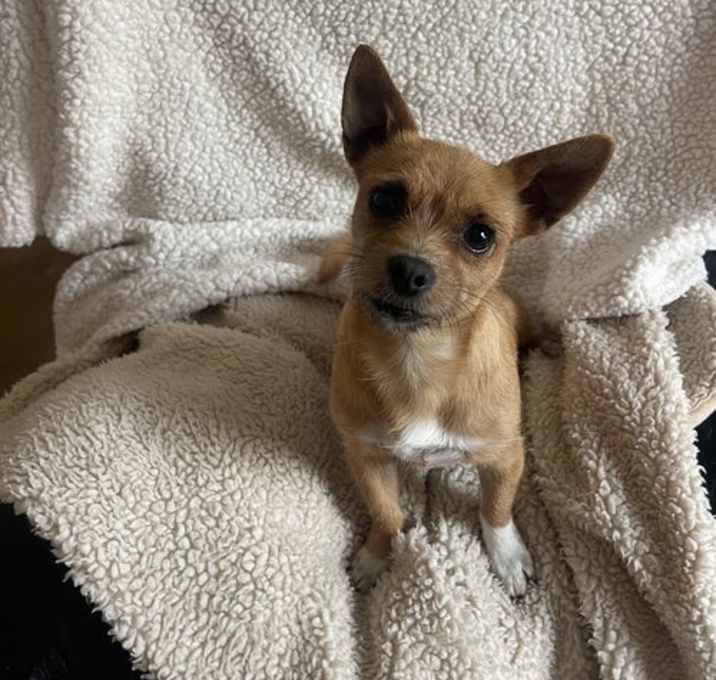 Photo of Toffee