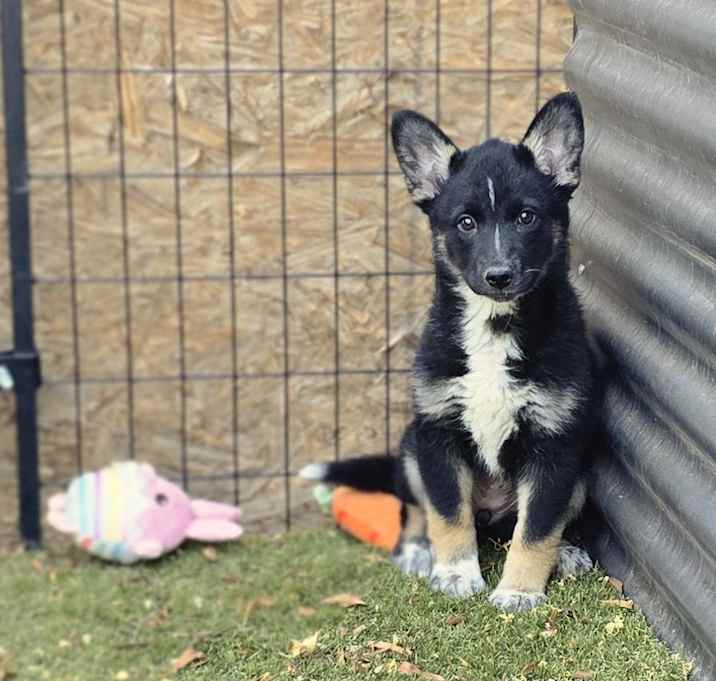 Photo of Truffles
