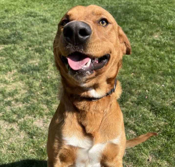 Photo of Buddy