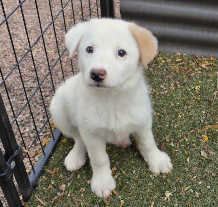 Photo of Fluff