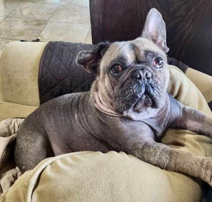 Photo of Hank