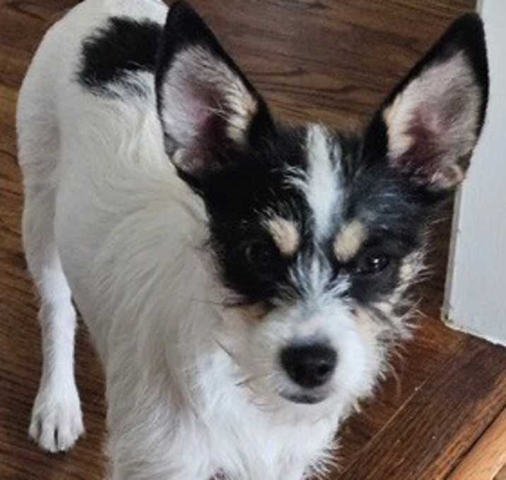 Photo of SOPHIA