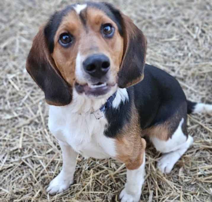 Photo of Barney