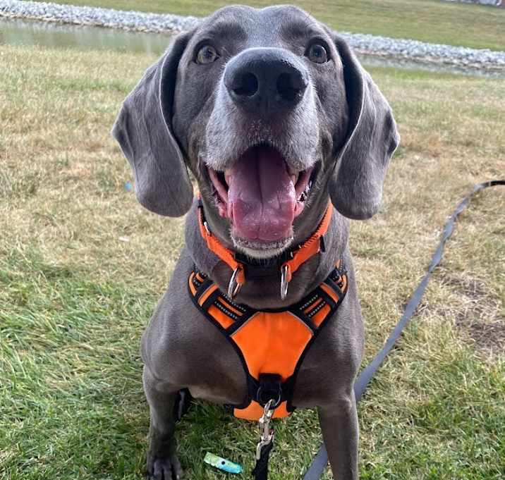 Photo of Smokey