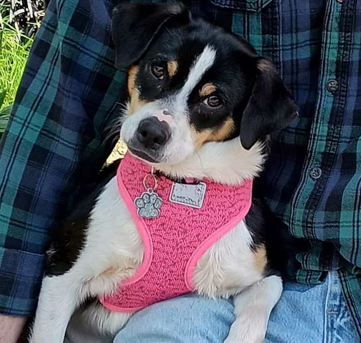 Photo of Shiloh