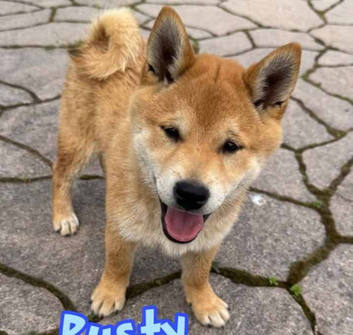 Photo of Rusty
