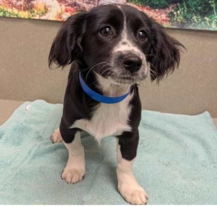 Photo of Adopt this happy puppy!