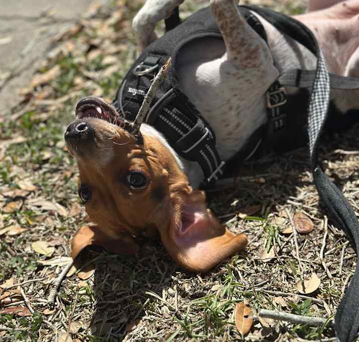 Photo of Kopi