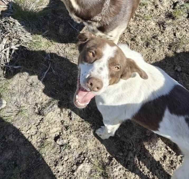 Photo of WA/Henry (Adoption pending)