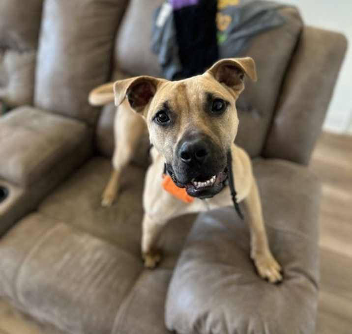Photo of Isaac - Super Pup!