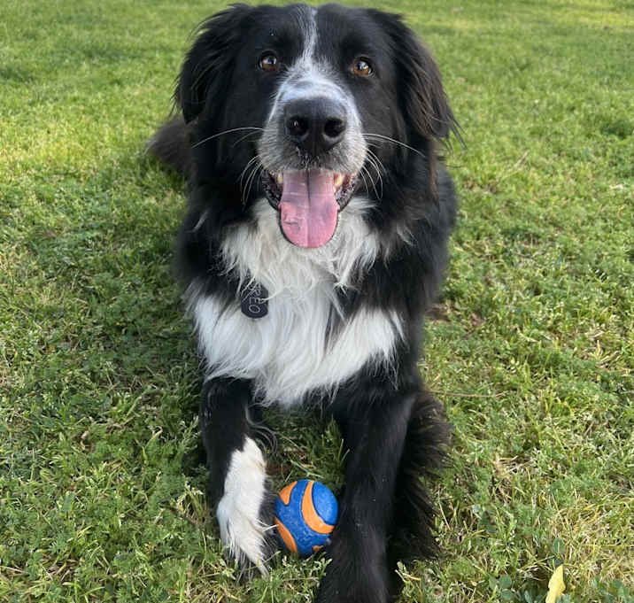 Photo of Oreo