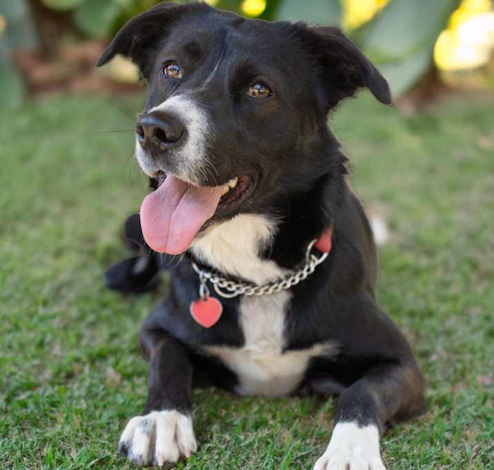 Photo of SASHA