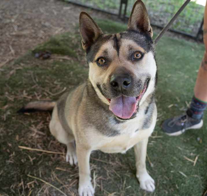 Photo of BUDDY