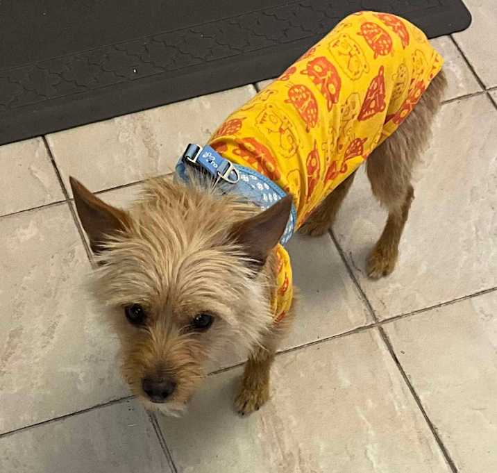 Photo of Benjamin - Adoption Pending
