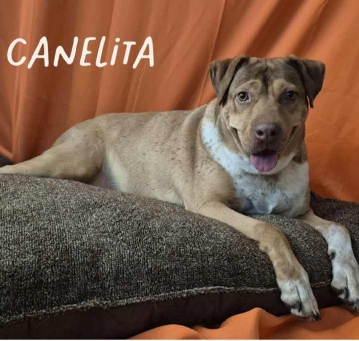 Photo of CANELITA
