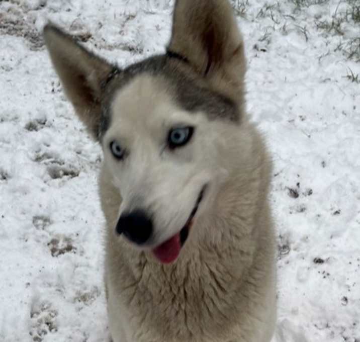 Photo of ELSA THE ADORABLE ONE