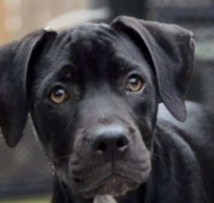 Photo of THOR from the Superhero Litter