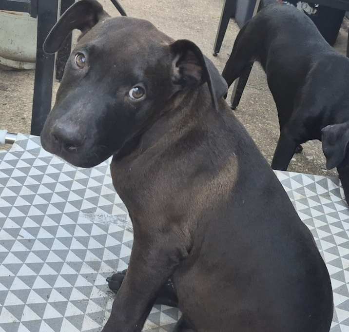 Photo of ROCKET FROM THE SUPERHERO LITTER