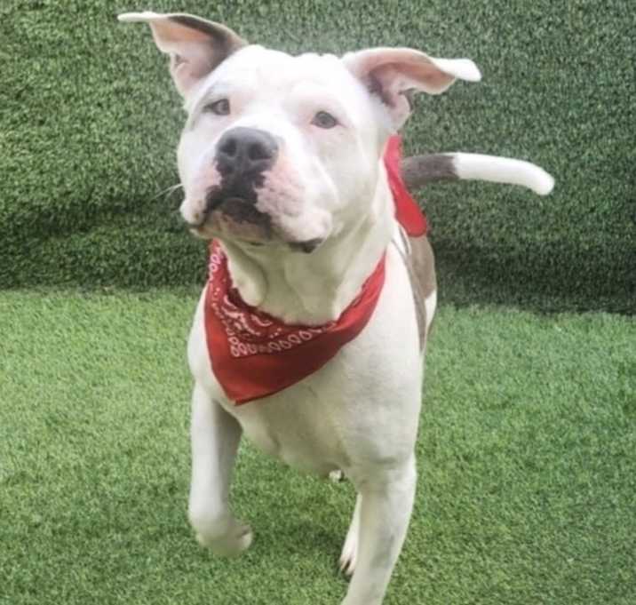 Photo of MAYA A DOGGIE WITH A HEART OF GOLD
