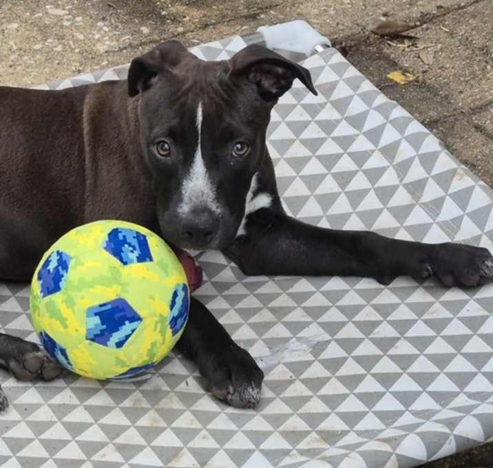Photo of WONDER FROM THE SUPERHERO LITTER