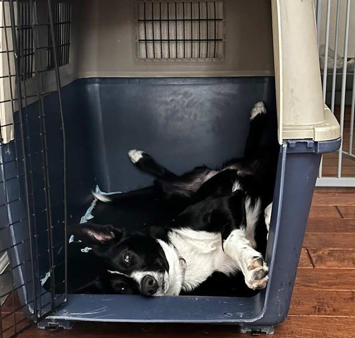 Photo of Lucky