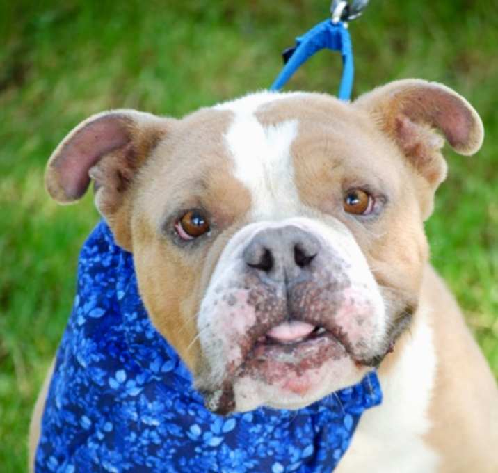 Photo of Otis