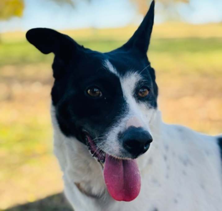 Photo of Opal