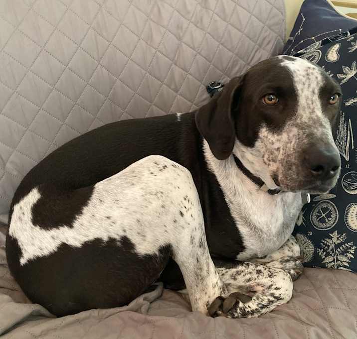 Photo of Shadow