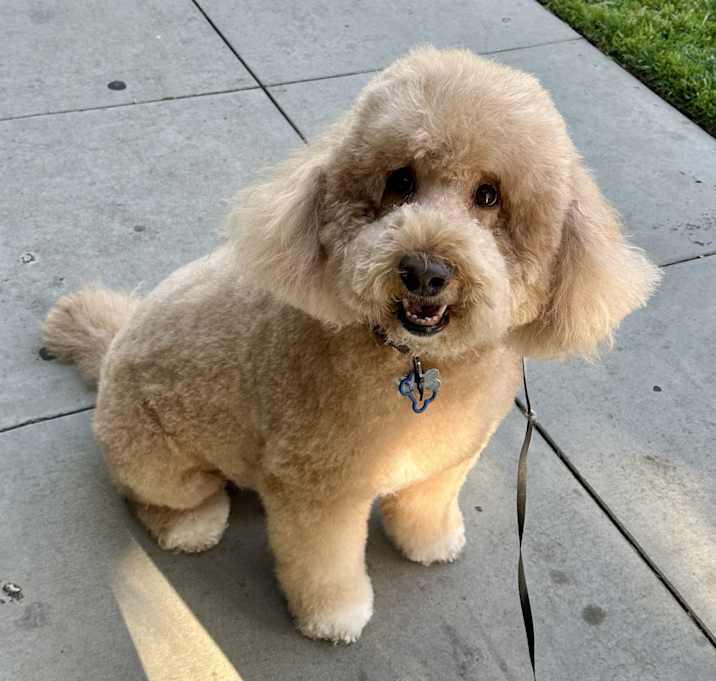 Photo of Rex