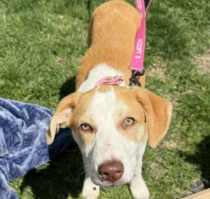 Photo of Pancake