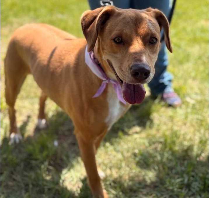 Photo of Goldie